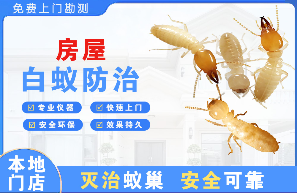 邛崃房屋白蚁防治